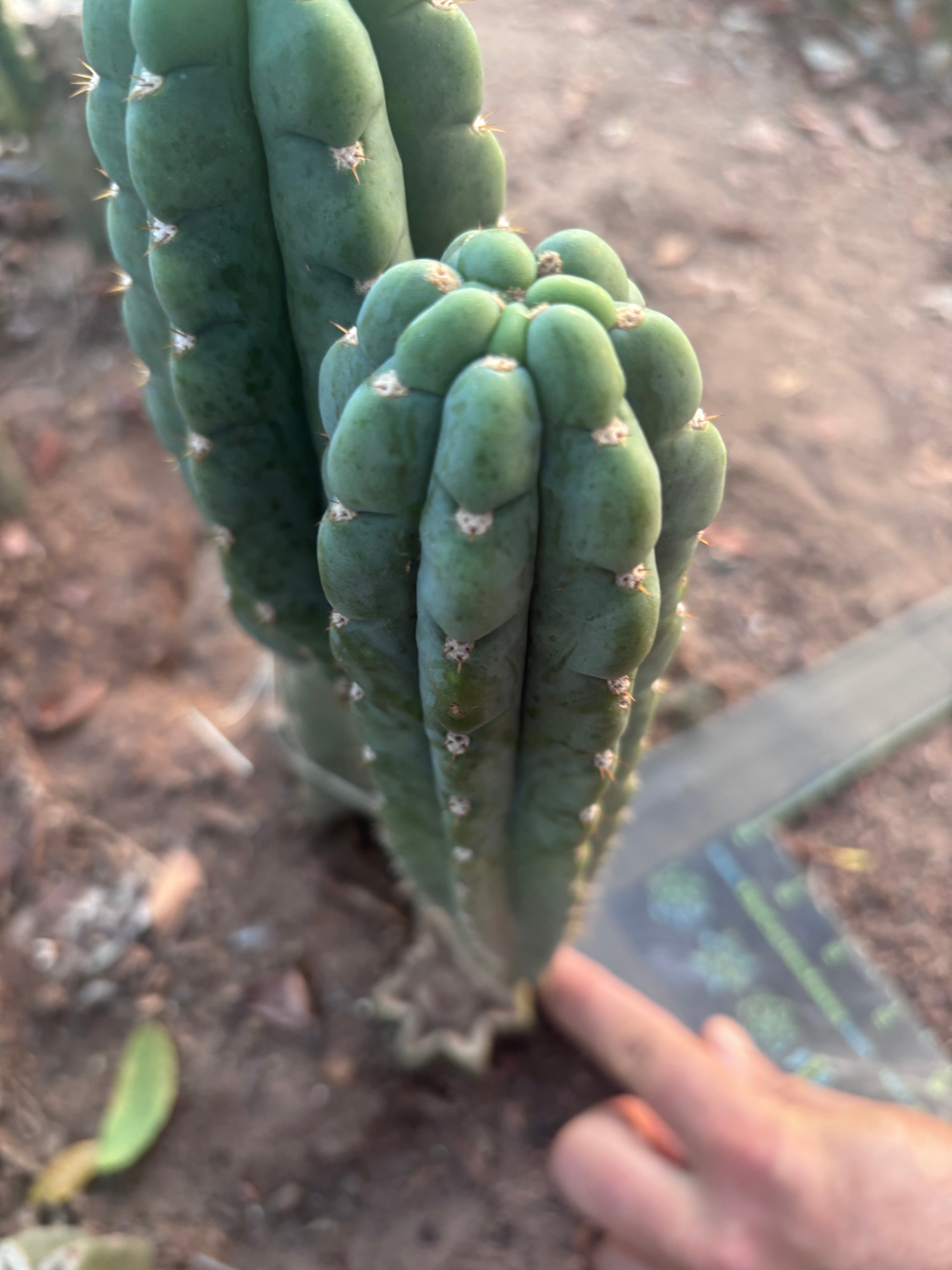 💎👑🌶️  Ichoca — 10” Pup
