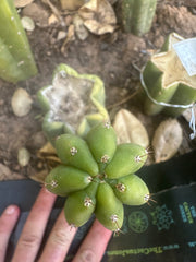 💎👑🌶️🌶️ KR04 — 6” Pup