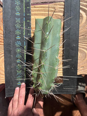 👑🌶️🌶️ Eileen — Thick 10” Mid