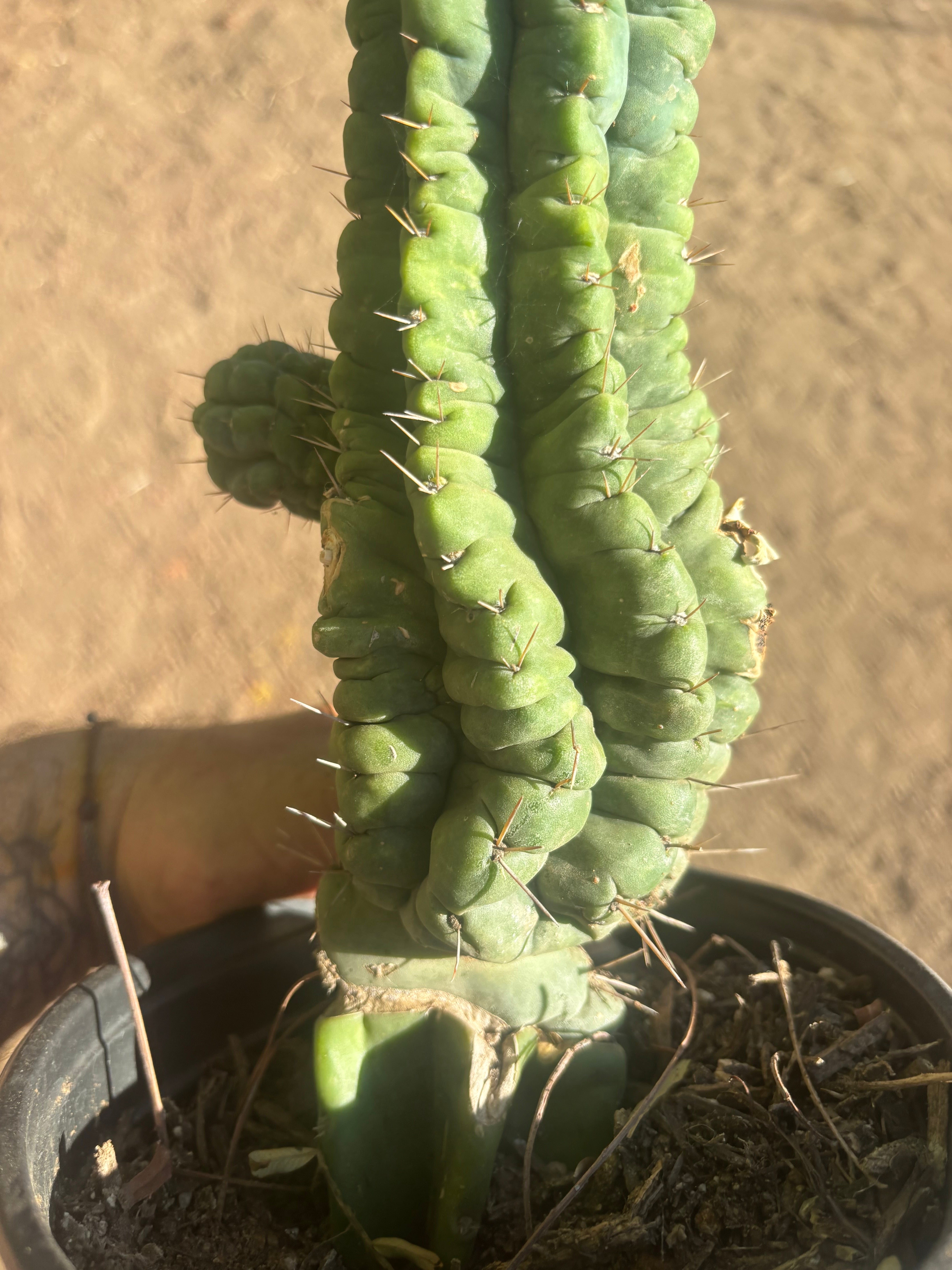 💎👑💎 Havran — Established Multi-Pup Graft on PC