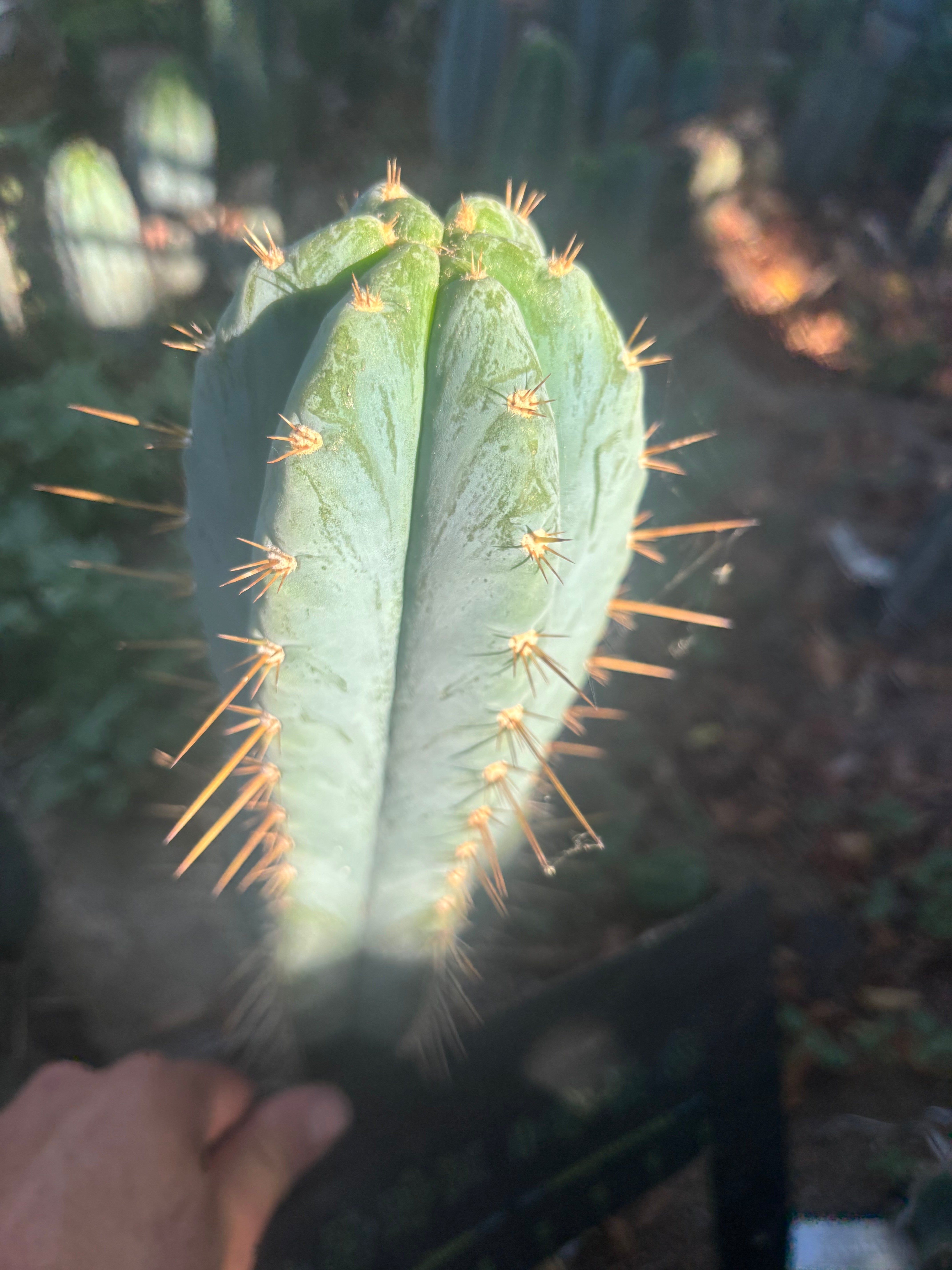 💎👑 Argentinensis “Coopers Clone” — 10” Tip