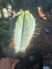 💎👑 Argentinensis “Coopers Clone” — 10” Tip