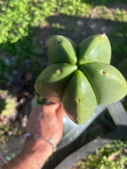 💎👑🌶️ Zulk — XL 11” MELON Pup