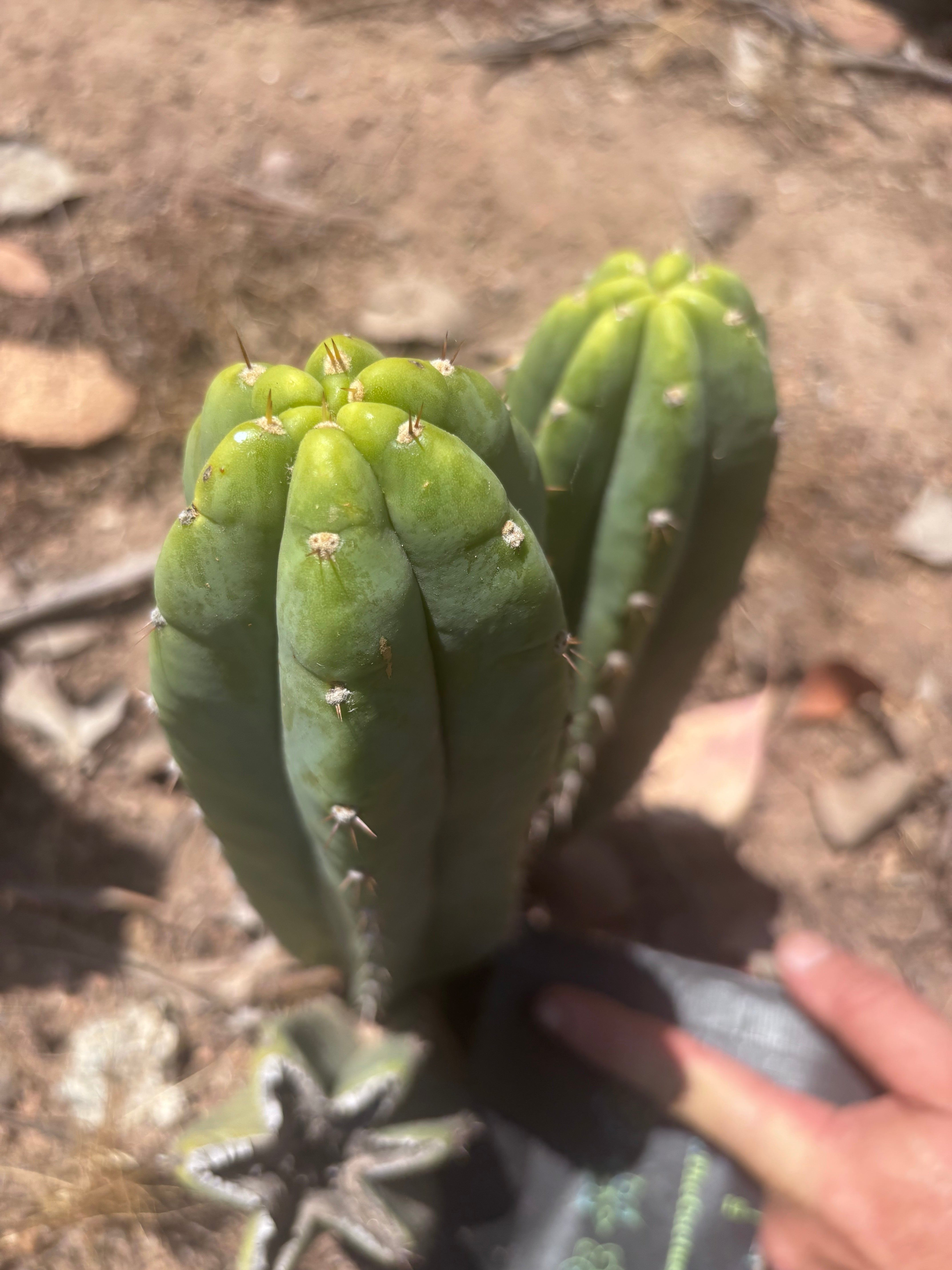 👑🌶️🌶️ Landfill — 10” Pup