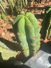 🌶️🌶️ NoidTwo —10” Tip