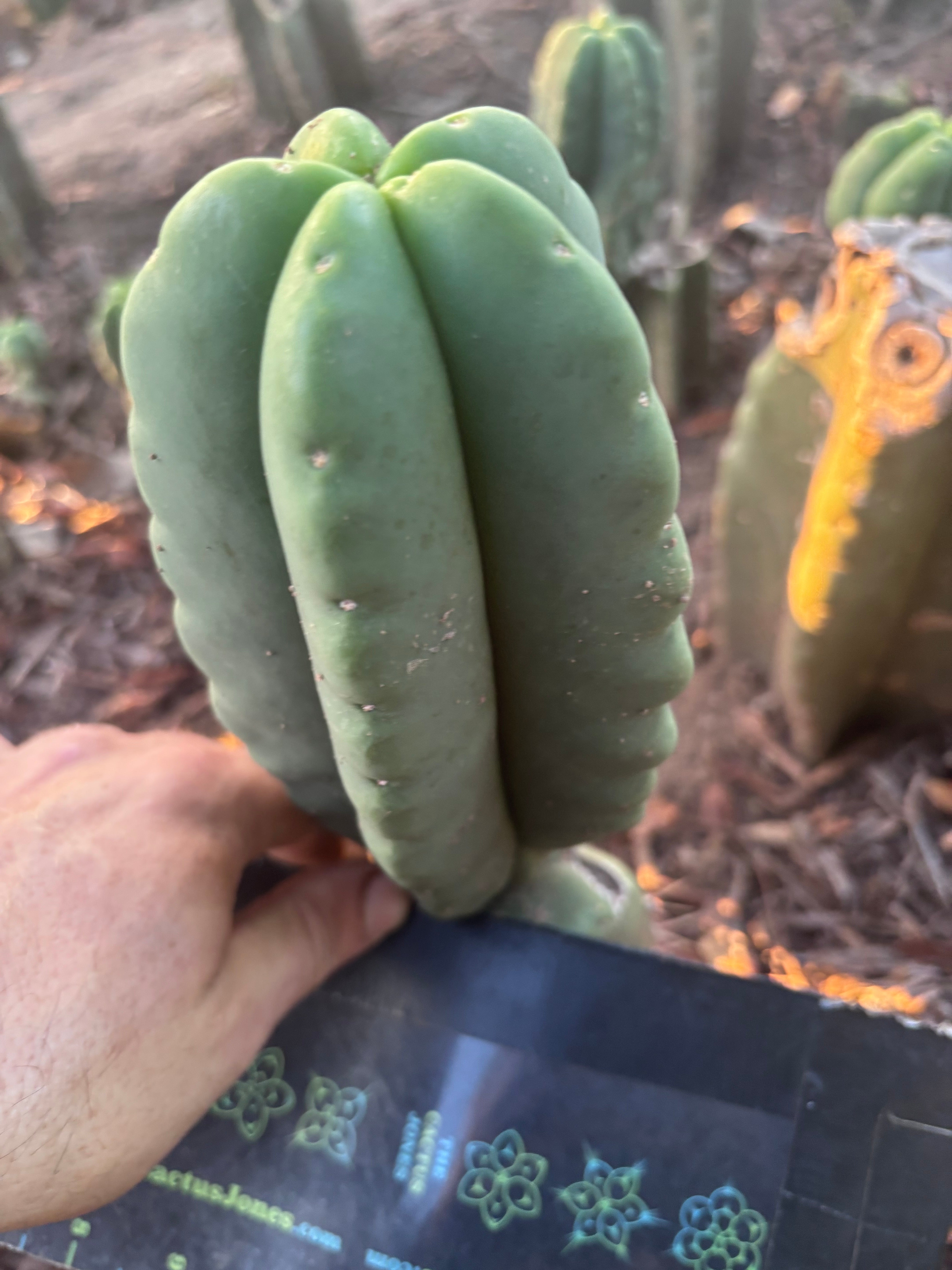 💎👑💎🌶️ Ferah — Fat 8” Pup