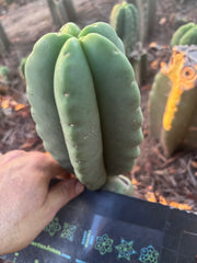 💎👑💎🌶️ Ferah — Fat 8” Pup