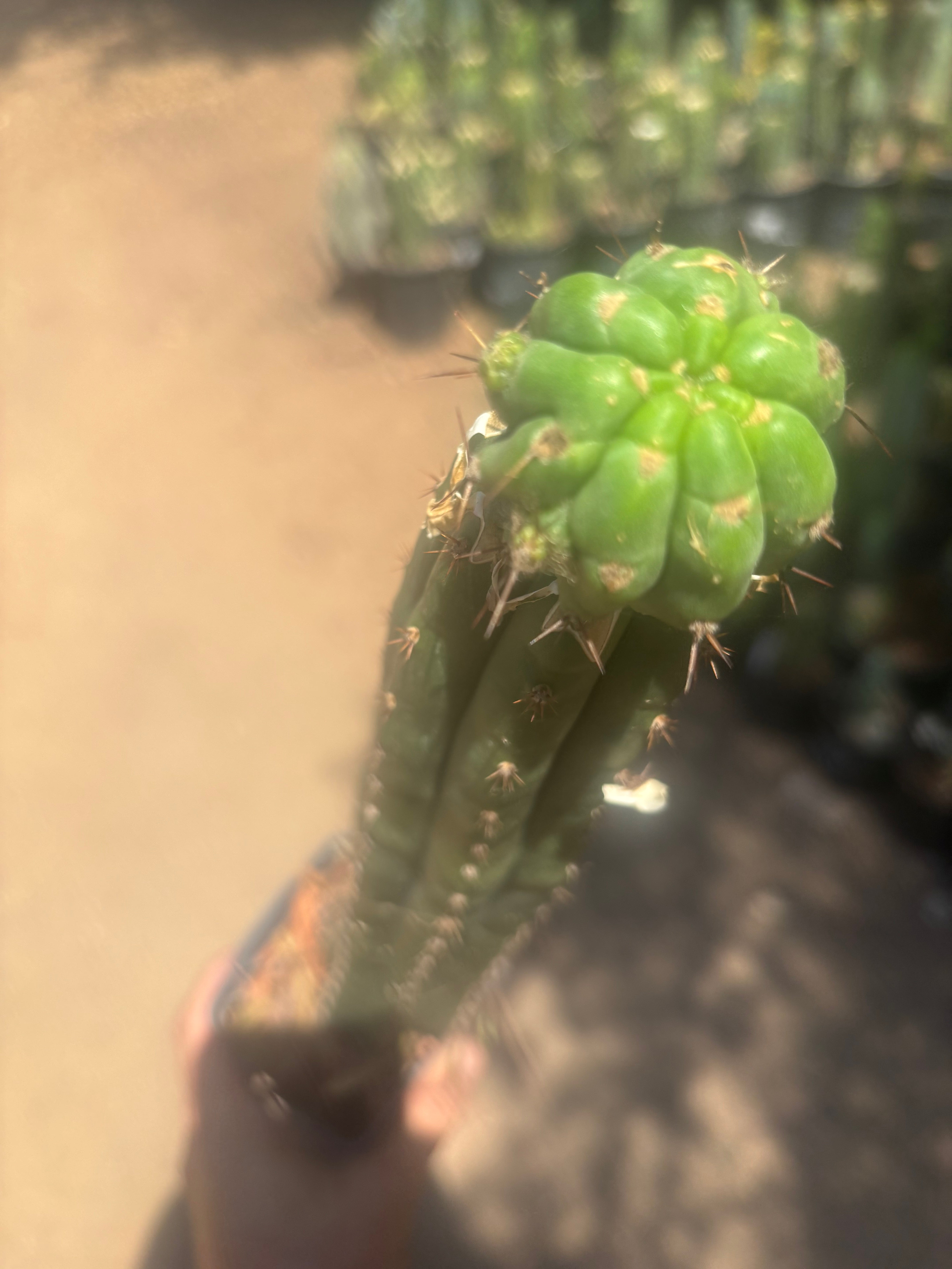 💎👑💎 Havran — Established Pup Graft on Rooted 15” Torres & Torres