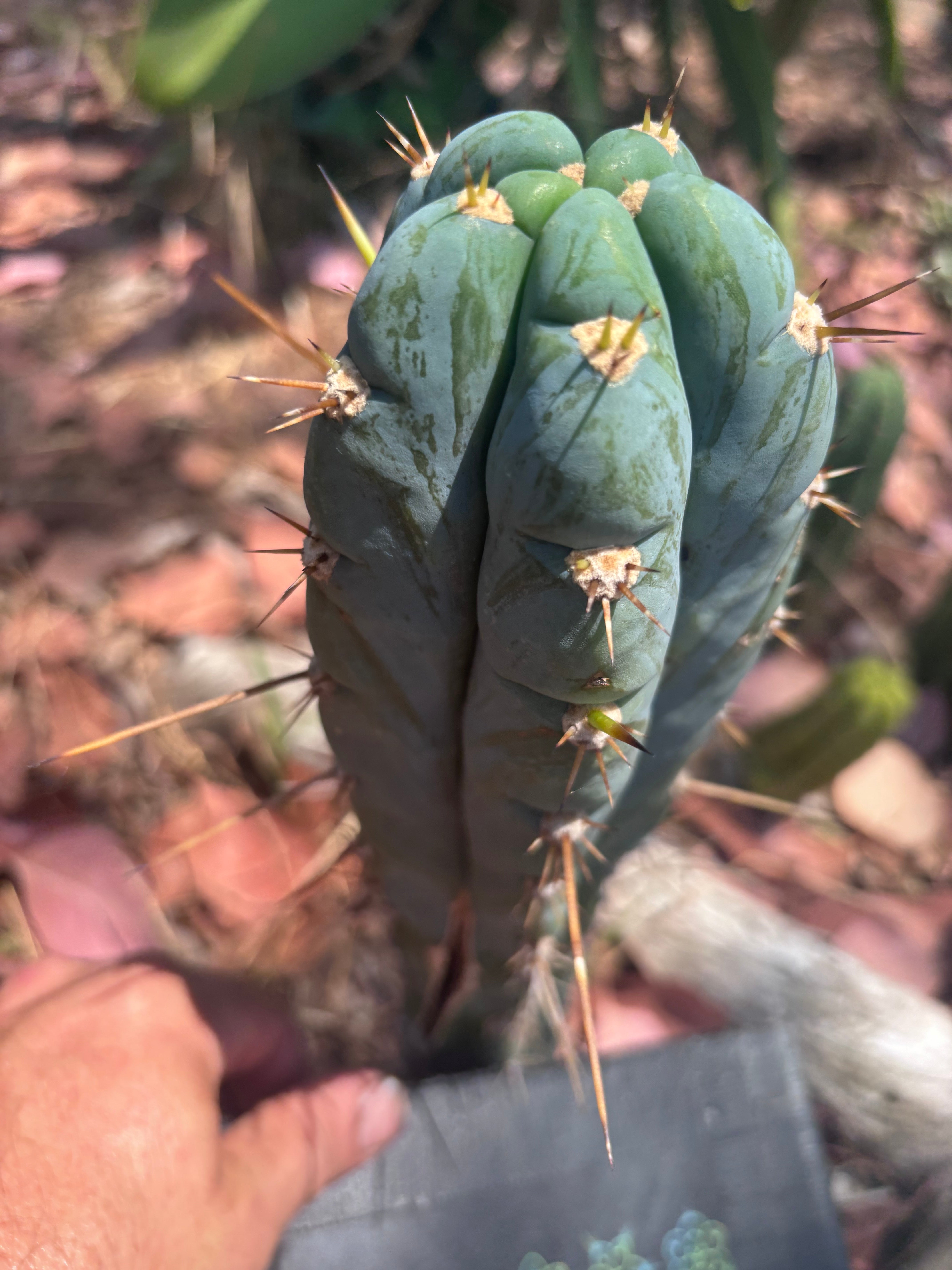 👑 Icaros — Frosty 9” Tip