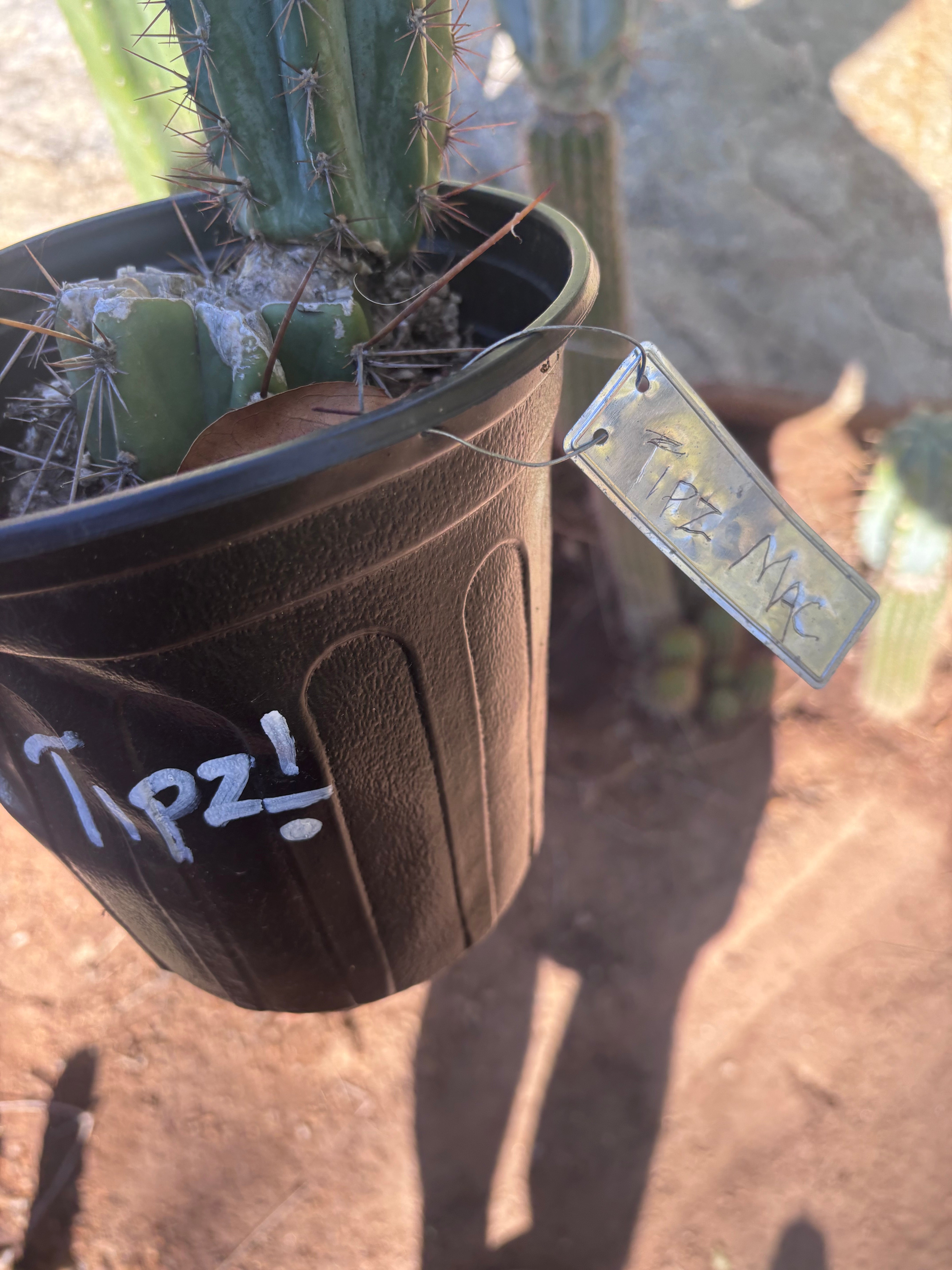 💎👑💎(🌶️ ) Tipz — Fully Rooted 16”