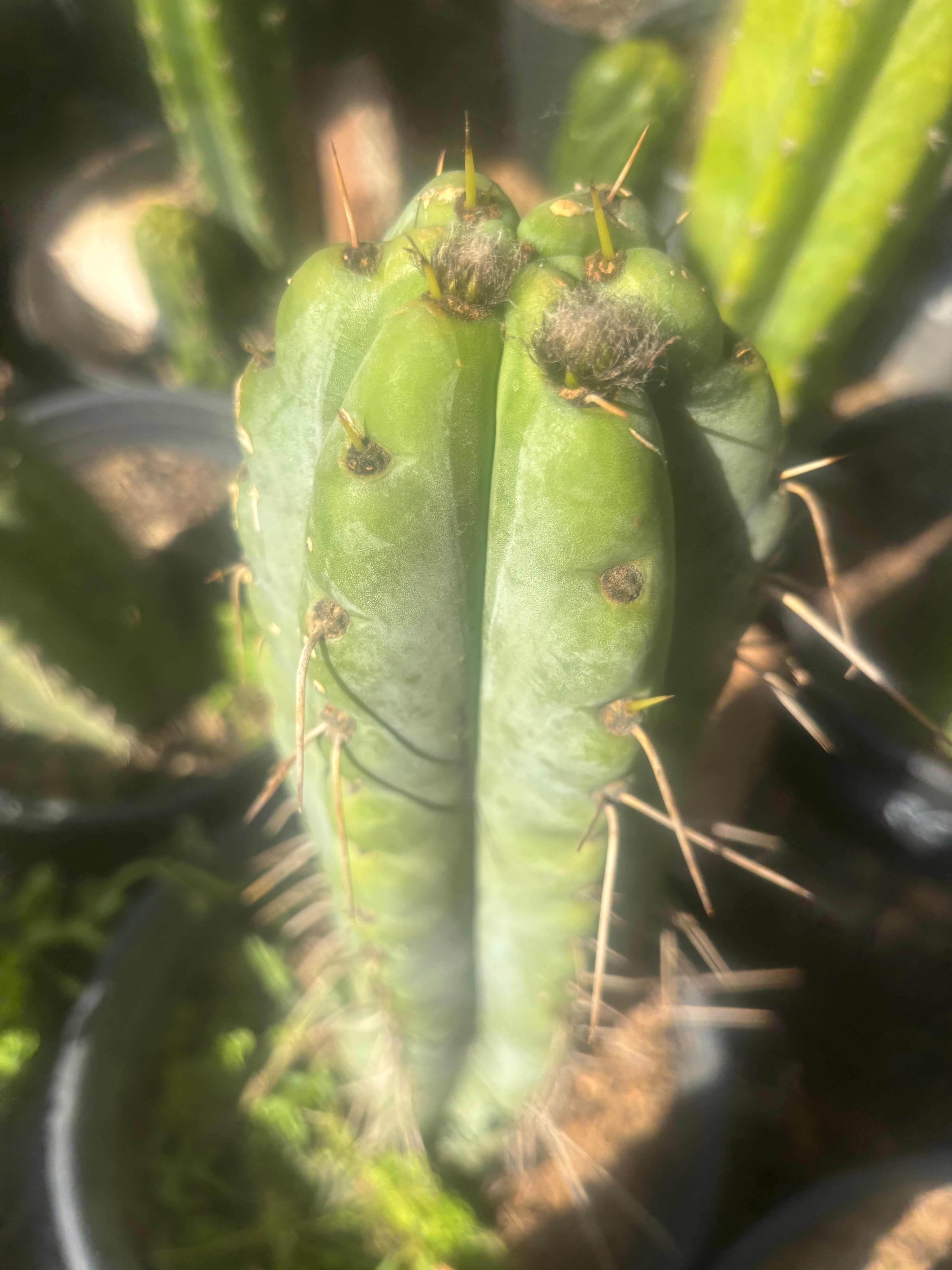 💎🌶️🌶️ NOM — Pup Graft On Rooted Shine01