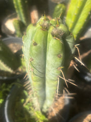 💎🌶️🌶️ NOM — Pup Graft On Rooted Shine01
