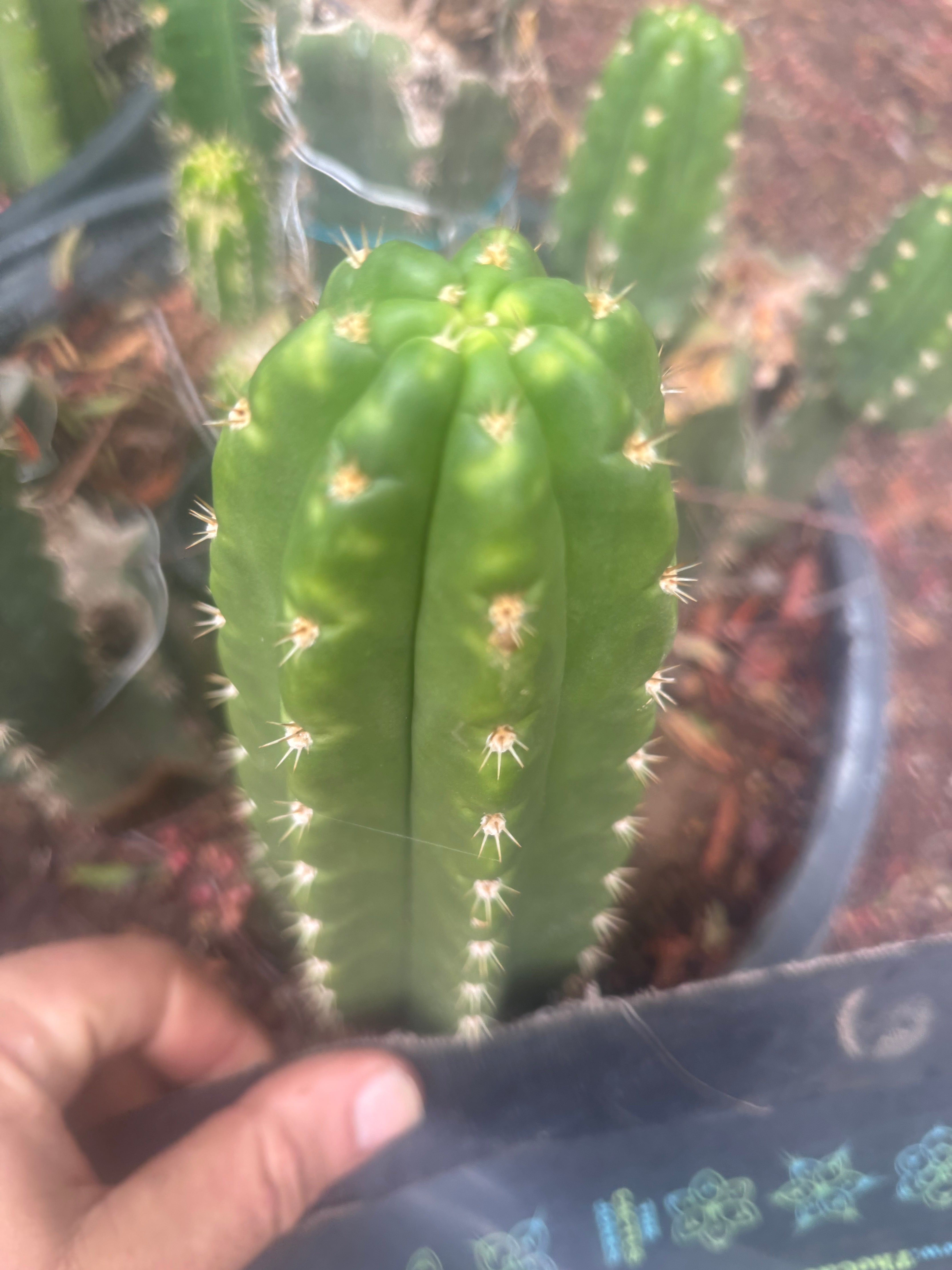 💎👑🌶️ CareBear — 6” Tip