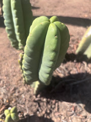 💎👑💎🌶️ Ferah — 6” Grenade