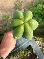 👑🌶️ Quito Qcumber — Restocked — 10” Tips