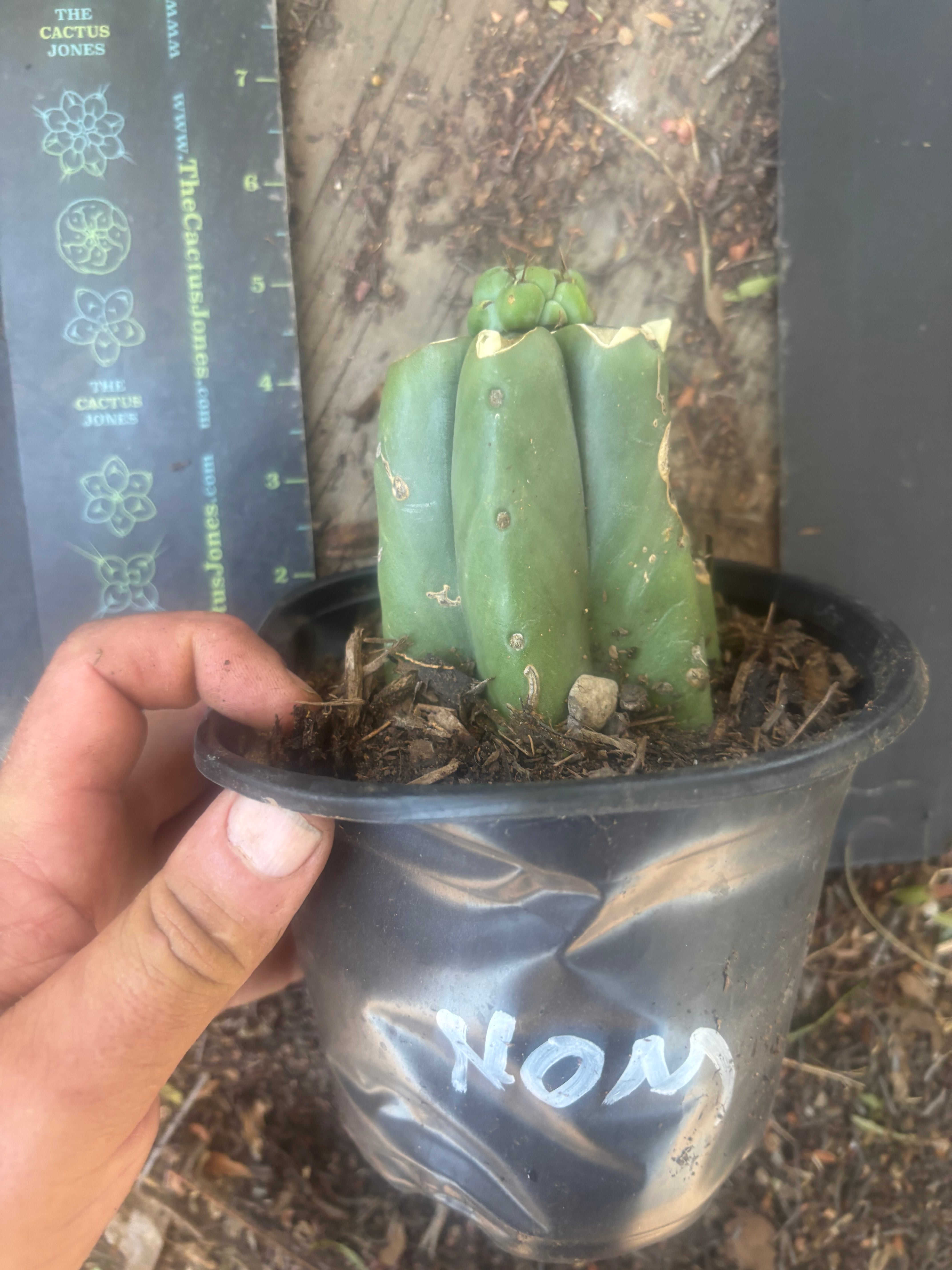 💎🌶️🌶️ NOM — Pup Graft on Rooted Pierre