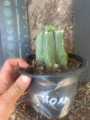 💎🌶️🌶️ NOM — Pup Graft on Rooted Pierre