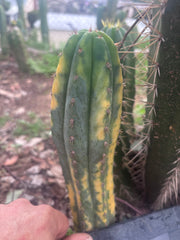 💎 Vari Pachanoi — 7.5” Tip