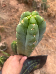💎👑🌶️ Bob’s Colossus — Beefy 10” Tip