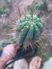 👑 SS01 — XL 15” Tip