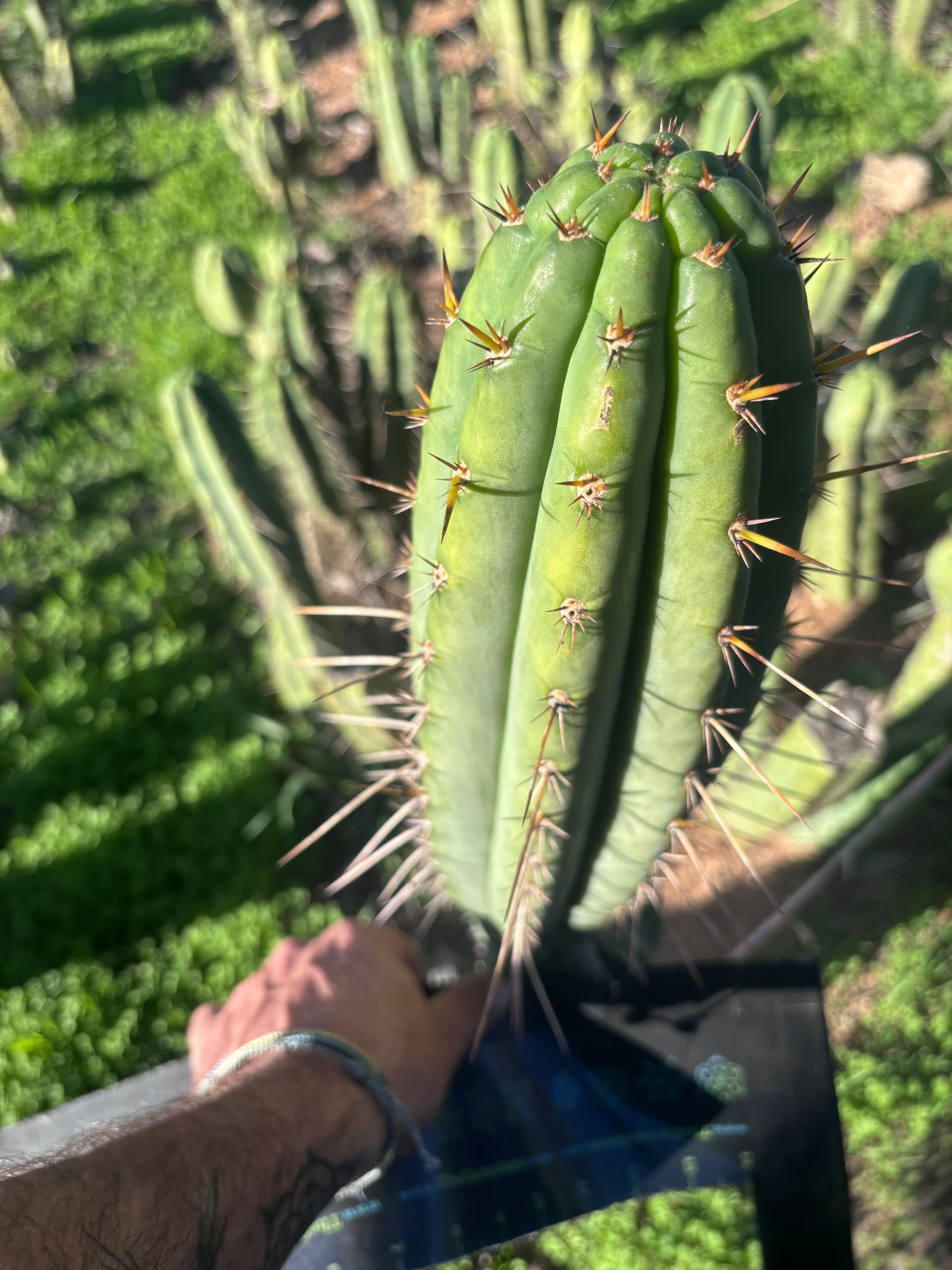 👑🌶️🌶️  Lumberjack — XL 14” Pup