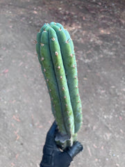 👑🌶️ Ventucky Blue — 16” Tip