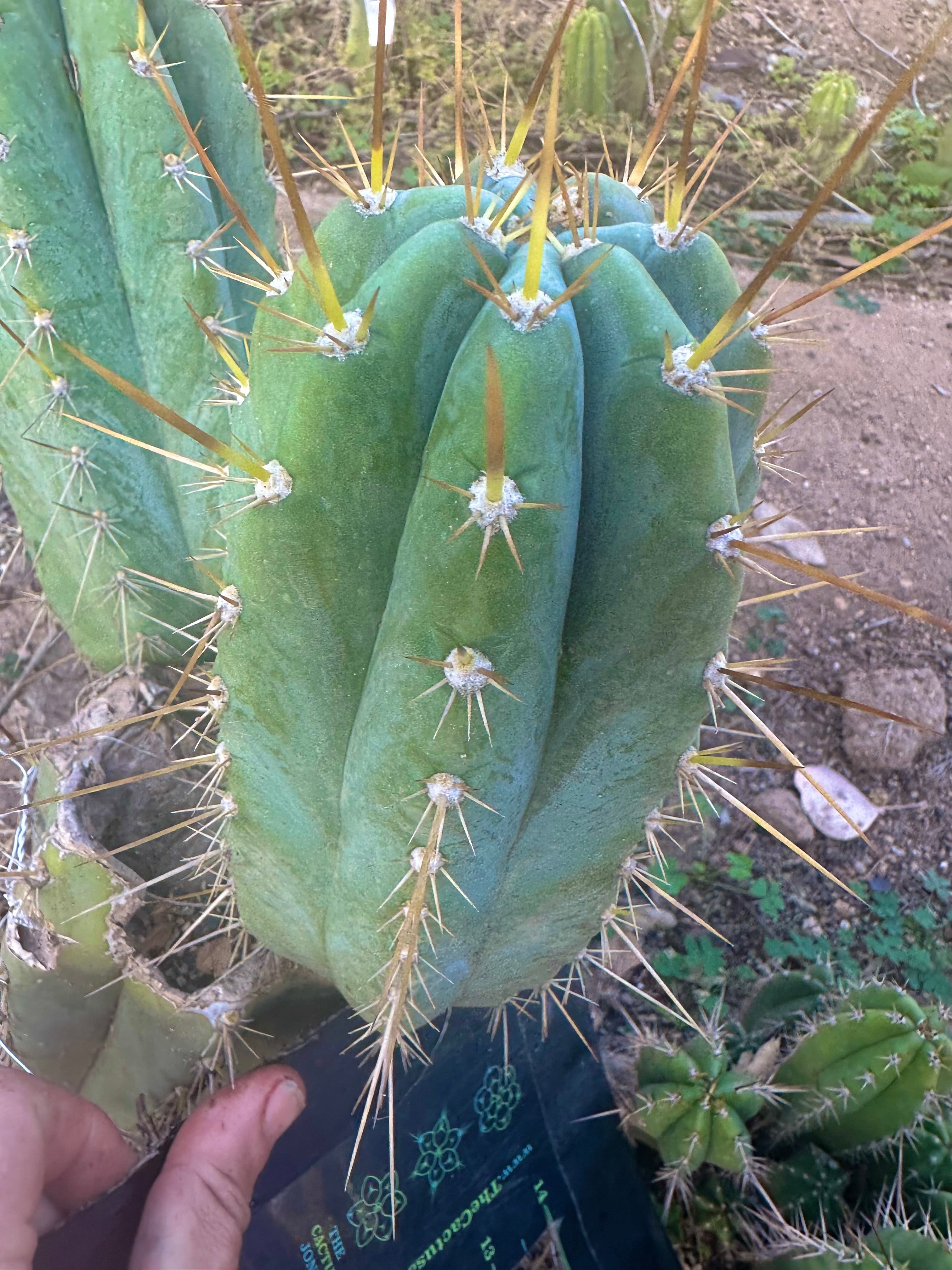 👑💎 Rimac — Fat 9” Pup