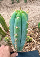 -👑🌶️ Sharina — 10” Pup