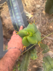 👑🌶️  Mel — 11” Tip