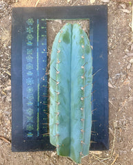 💎 Petrophilous — XL Magnum Tip