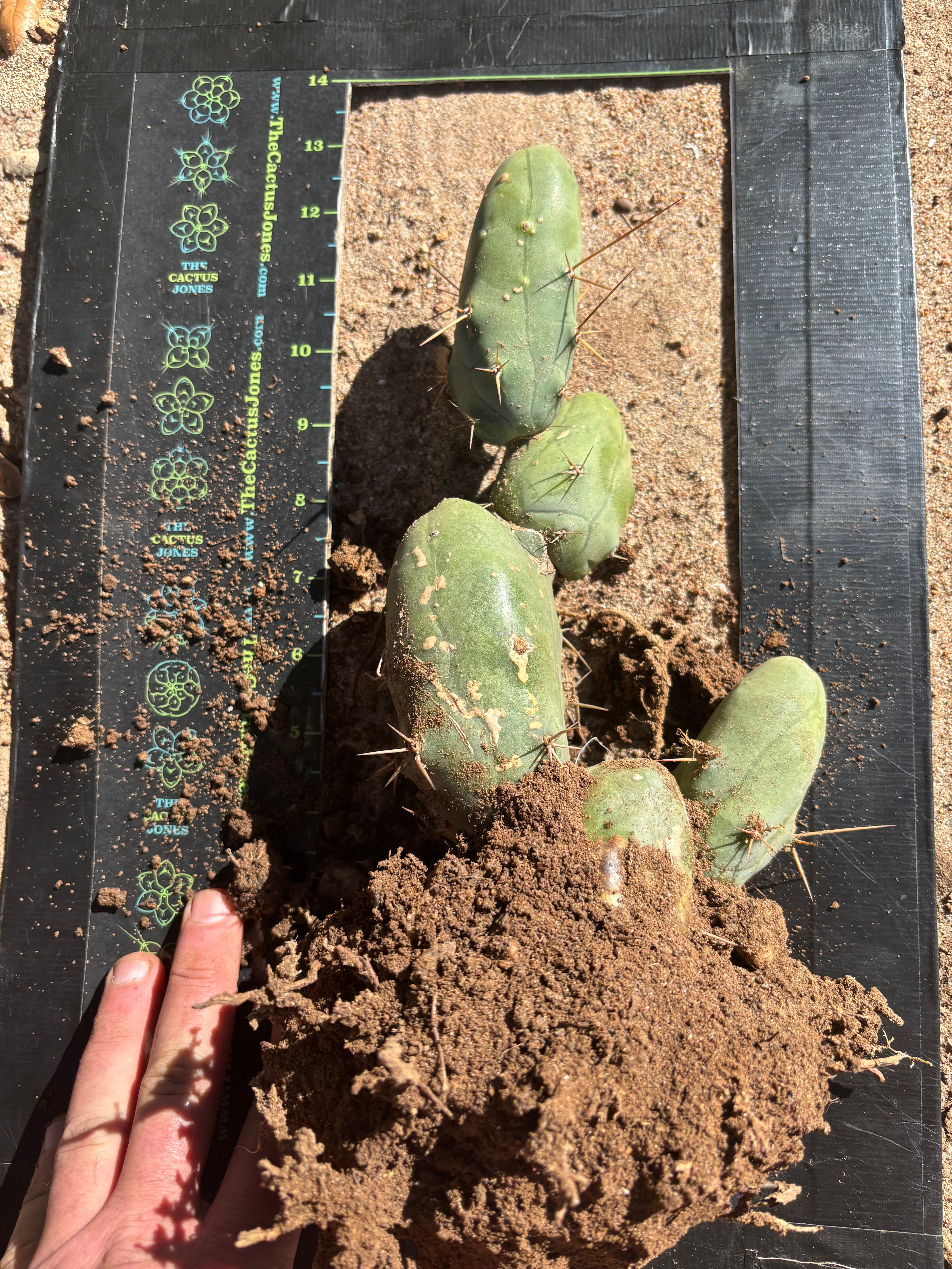 👑🌶️🌶️  TBM Clone B — XL Fully Rooted