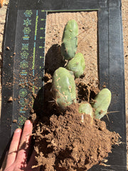 👑🌶️🌶️  TBM Clone B — XL Fully Rooted