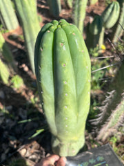 👑🌶️ Pierre — Magnum XL 14” Tip