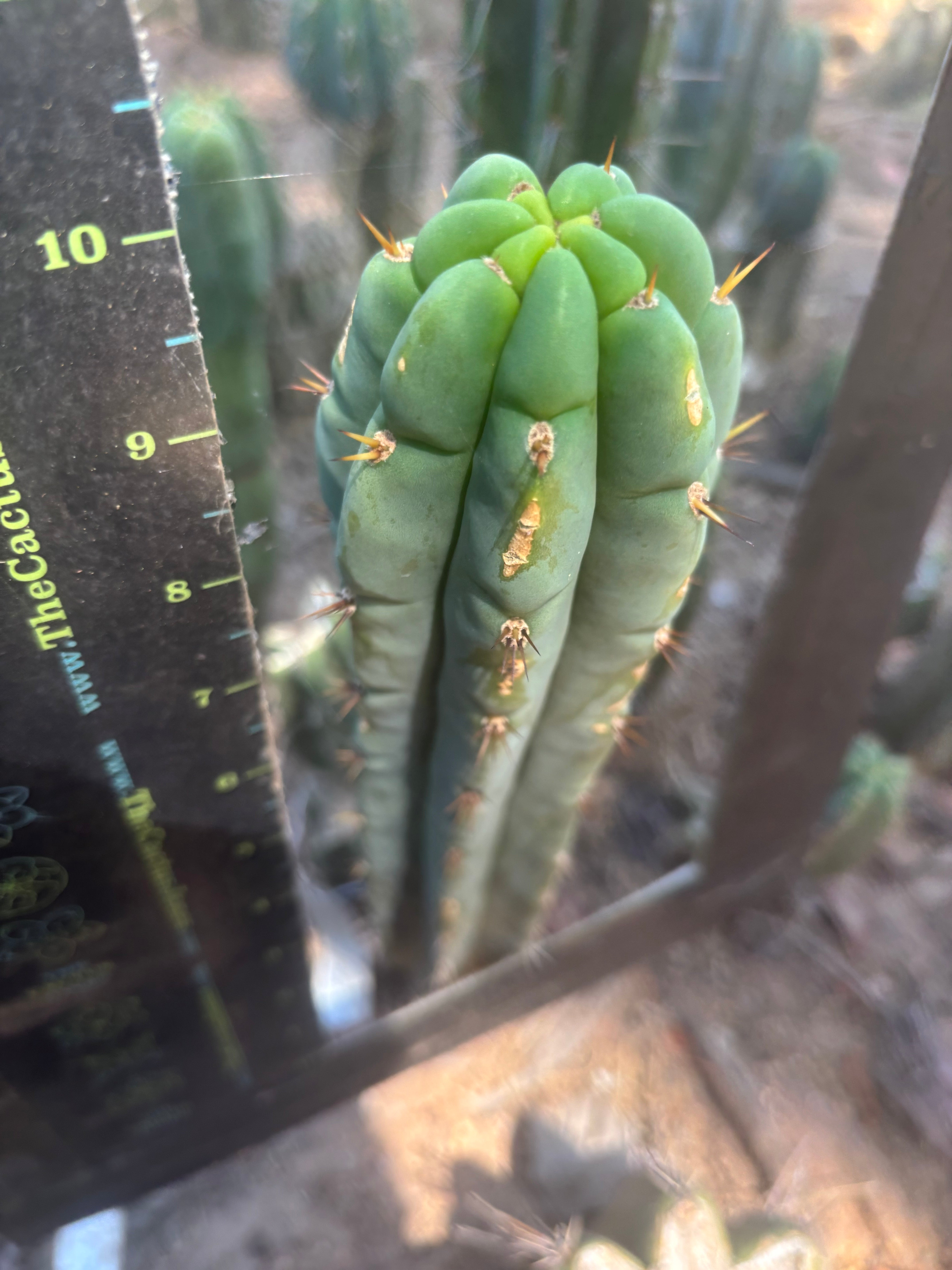 👑🌶️🌶️ Austy’s Bomb — 10” Tip