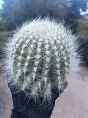 💎 Custom Order for Ty K