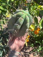 👑🌶️🌶️ Pala — Chubby 8” Tip