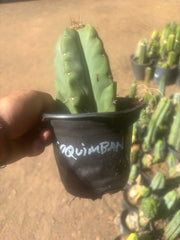 💎👑💎 T. Coquimbanus — Pup Graft on Rooted Scop