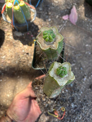 💎👑💎 Havran — Pup Graft on Rooted Hammer (2 Available)