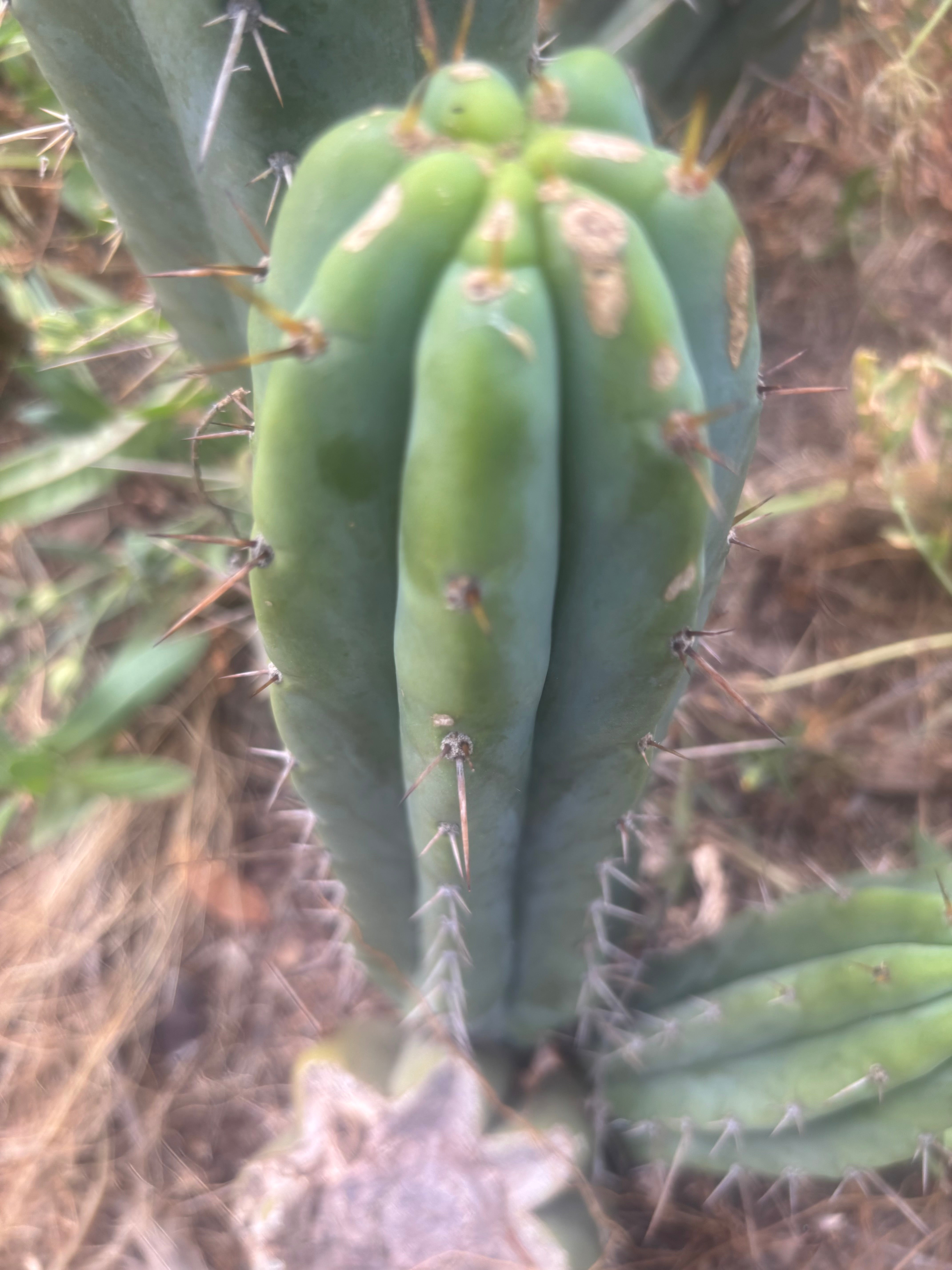 🌶️🌶️⚠️ E.R. — 12” Pup