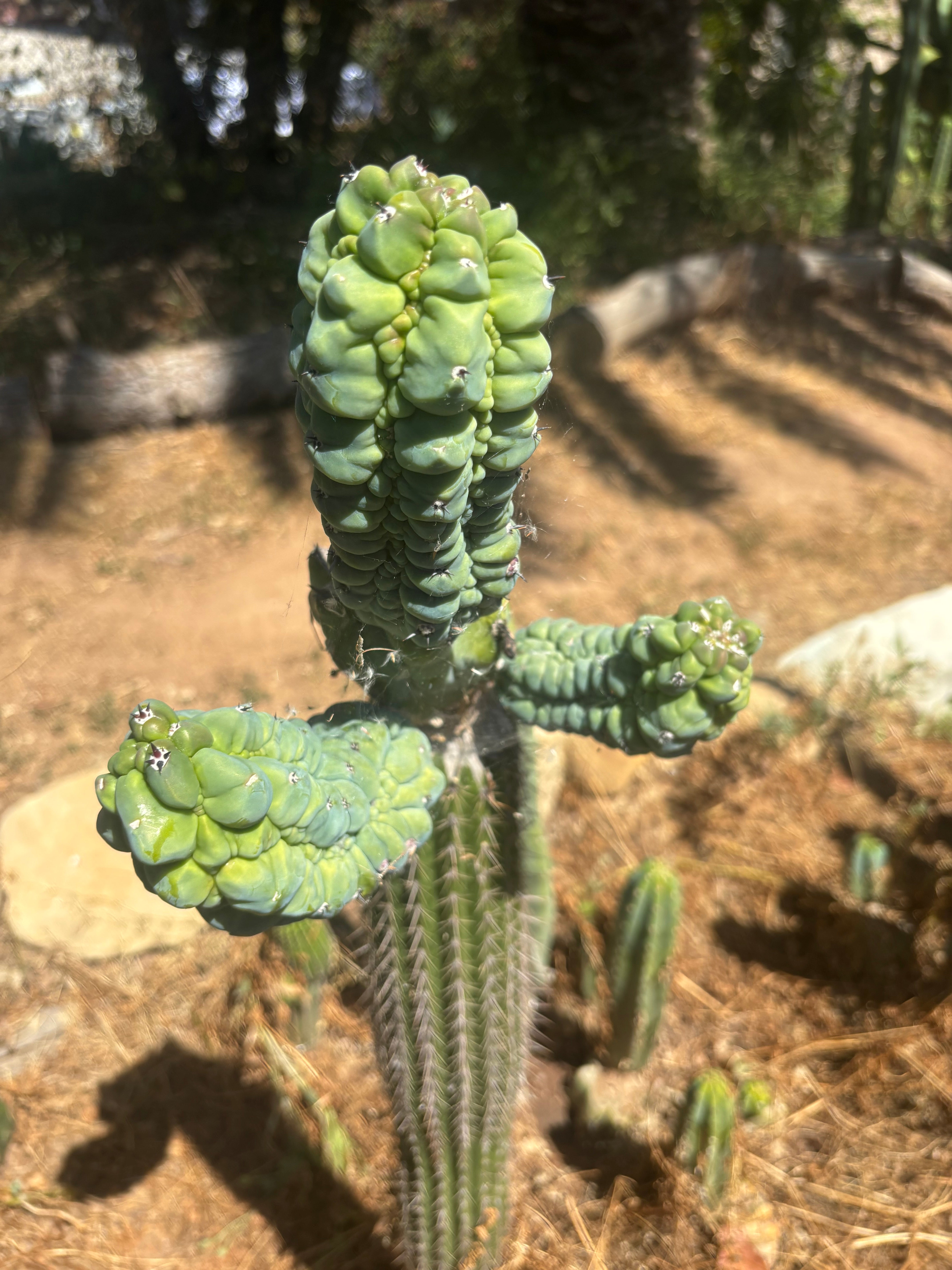 💎👑💎 Glorp —  XXL Crazy Tri Pup Graft