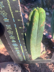 👑🌶️🌶️ Ogun — 12.5” Pup