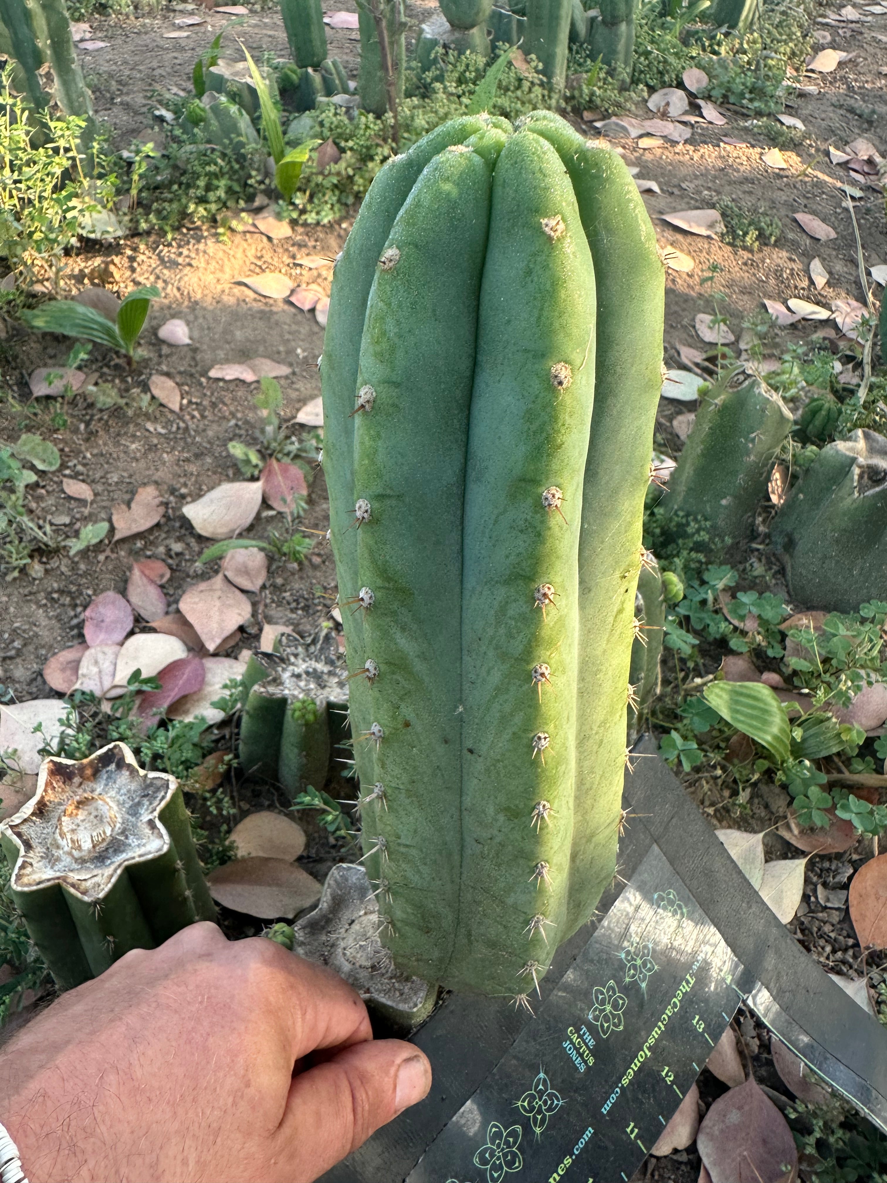 👑🌶️🌶️ Landfill — 11” Pup