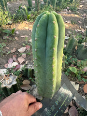 👑🌶️🌶️ Landfill — 11” Pup