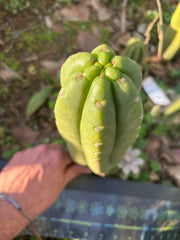 👑🌶️ The Field’s Pachanoi — Chonky 11” Pup