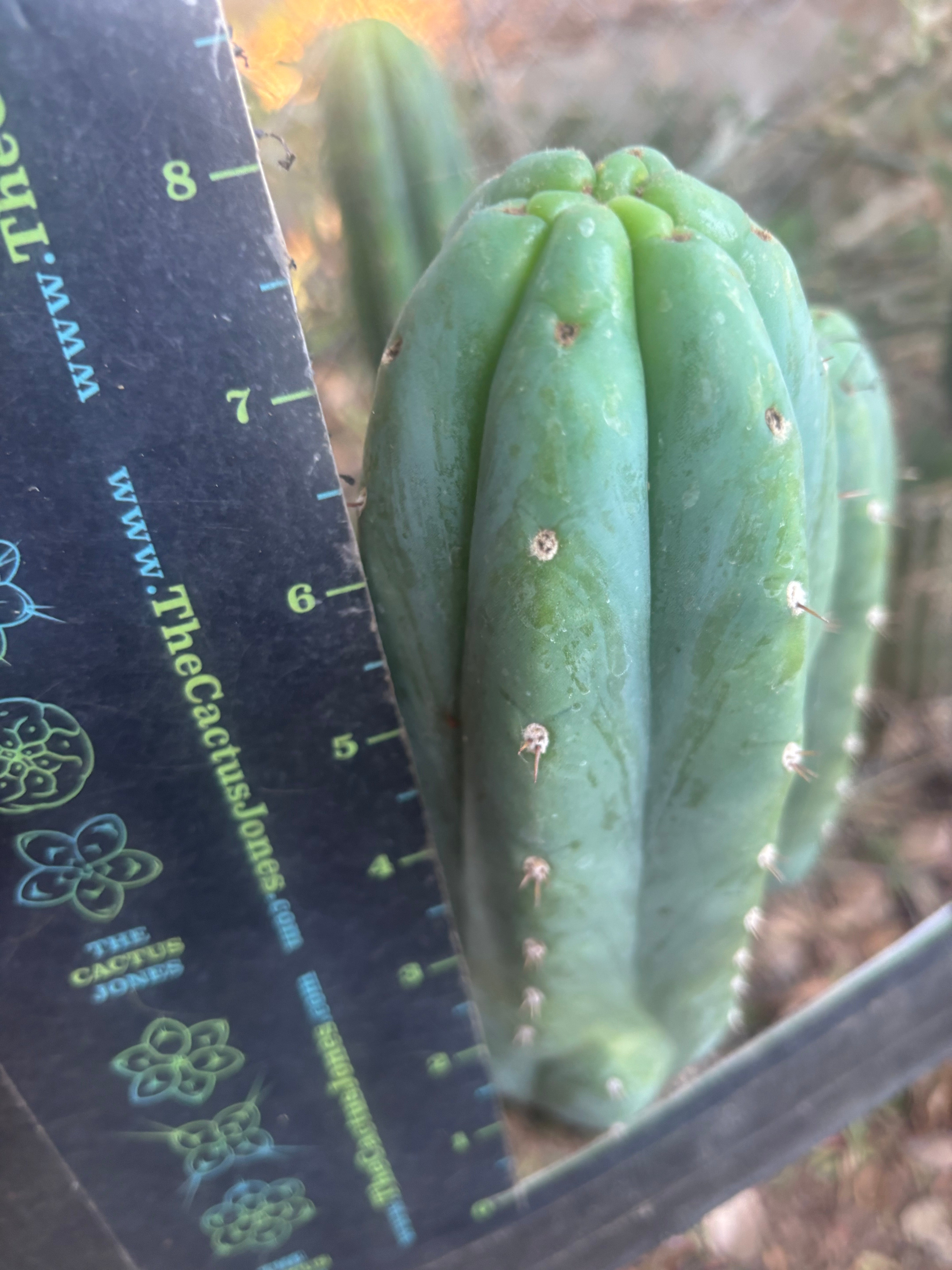 👑🌶️🌶️ KR04 — 8” Tip