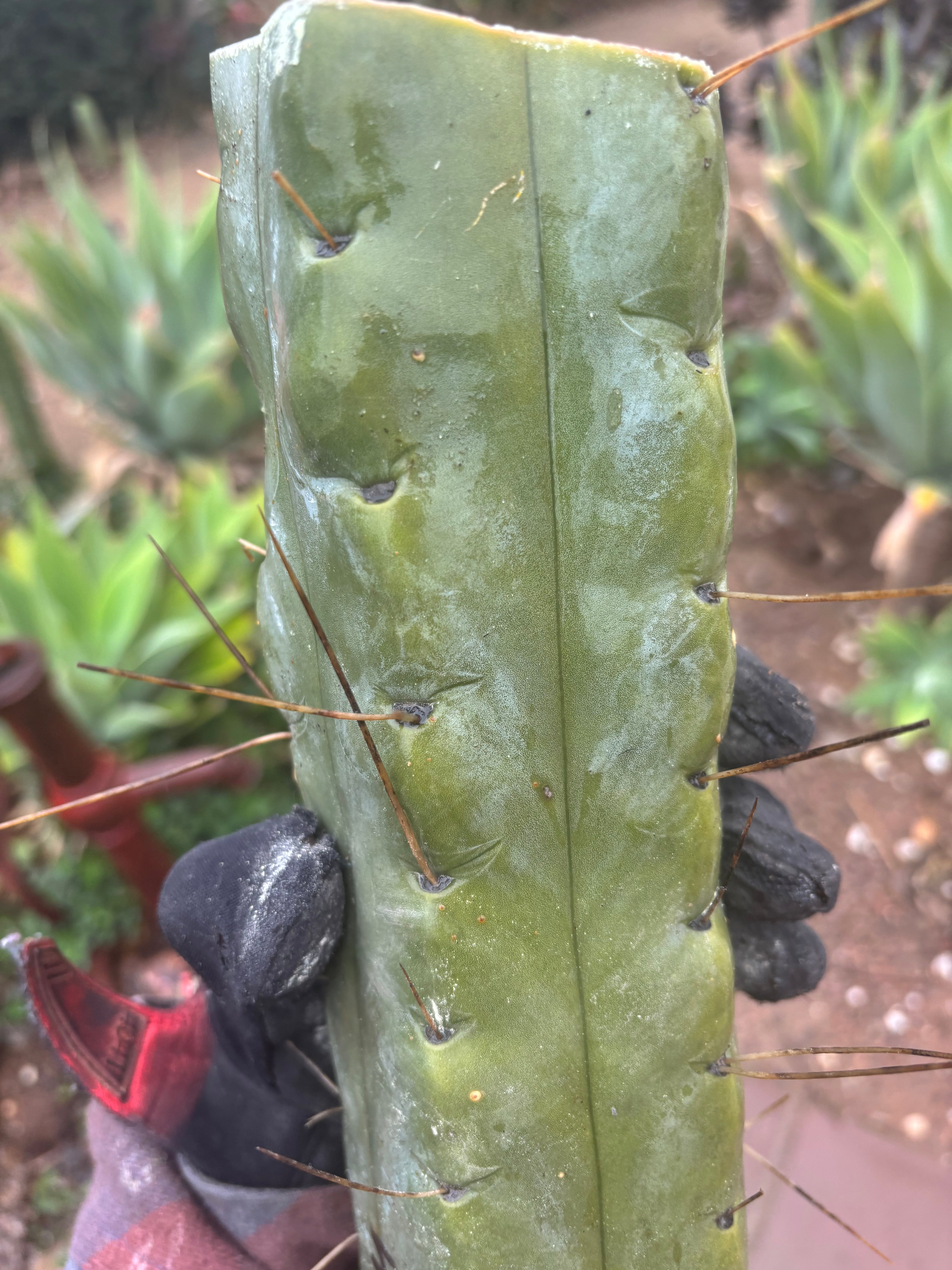 👑💎🌶️ TBQM  — Massive 12” Mid