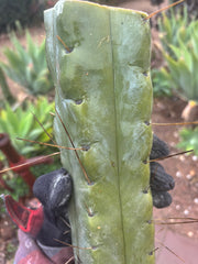 👑💎🌶️ TBQM  — Massive 12” Mid