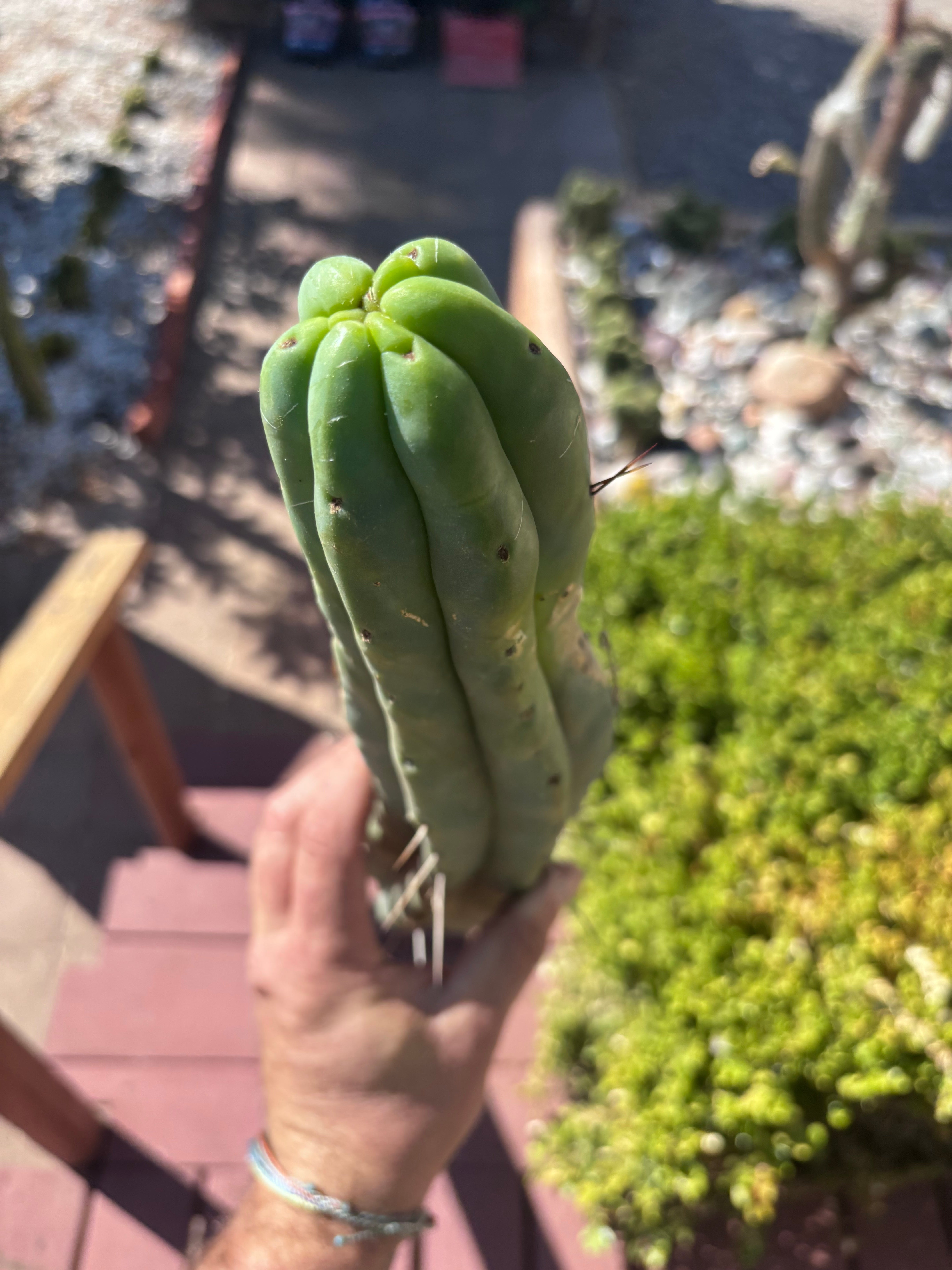 👑🌶️ Ventucky Blue — XL 17” Tip
