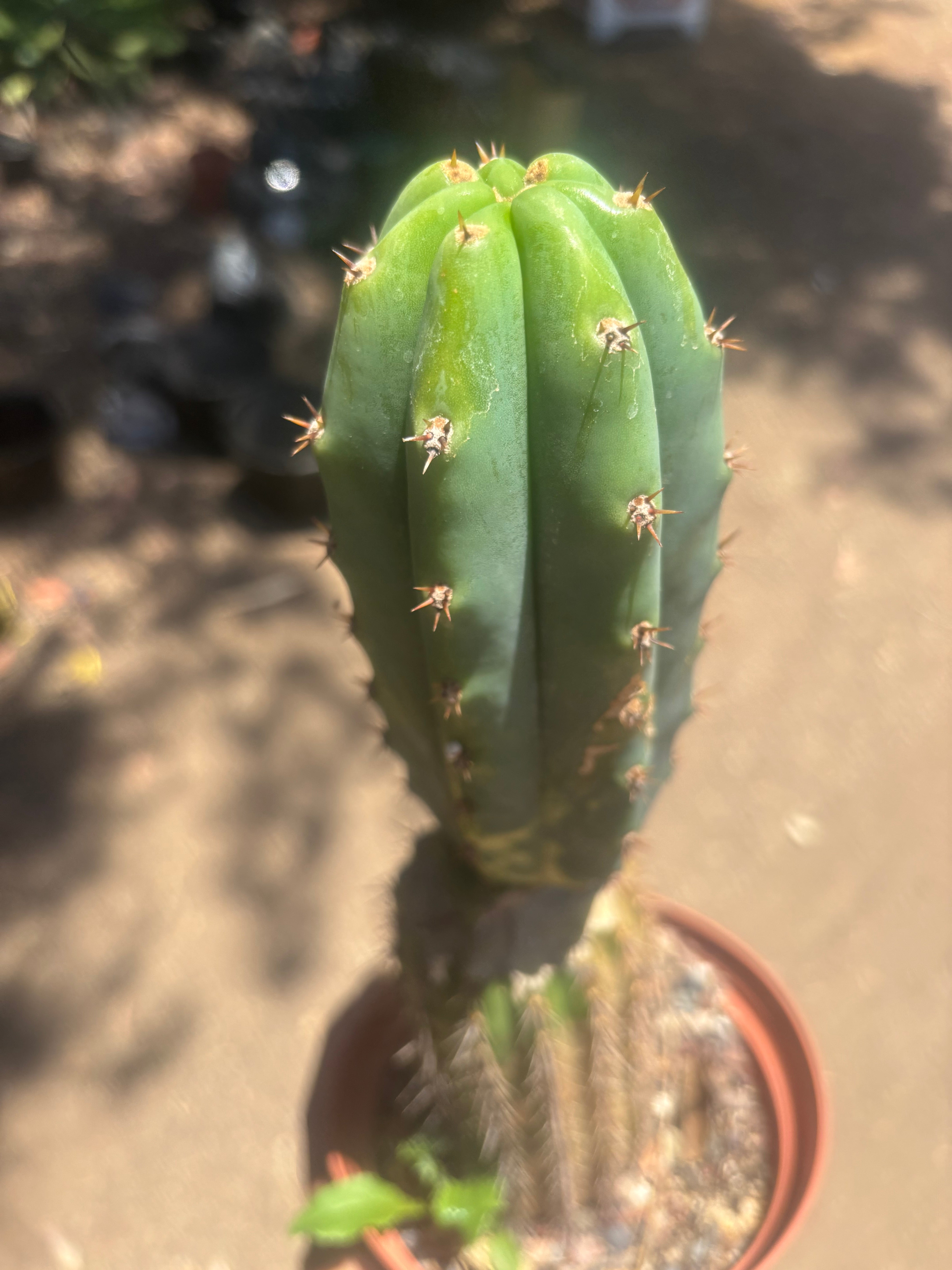 💎👑🔰 VFV — Ventucky x Fillmore Variegated — Rooted Slab Graft w/ Big Pup