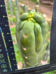 💎👑🌶️ Platform 9 3/4  — 10” Tip